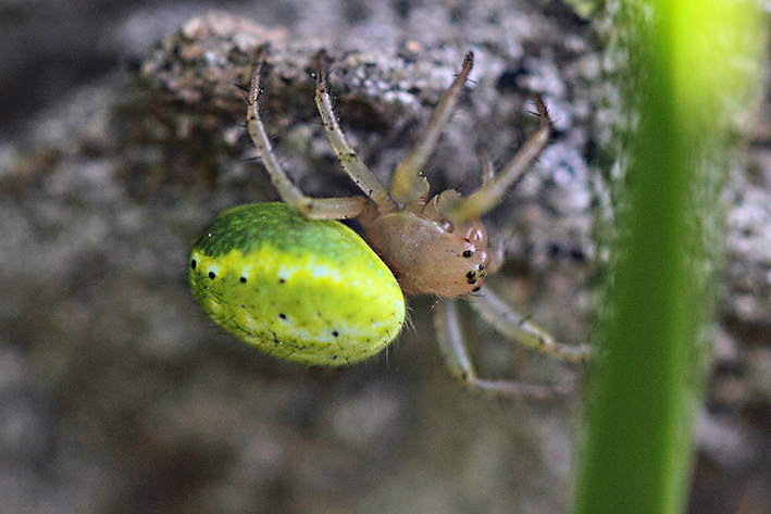 Araniella sp. - Molini di Triora (IM)